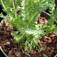 Achillea 'Moonshine'